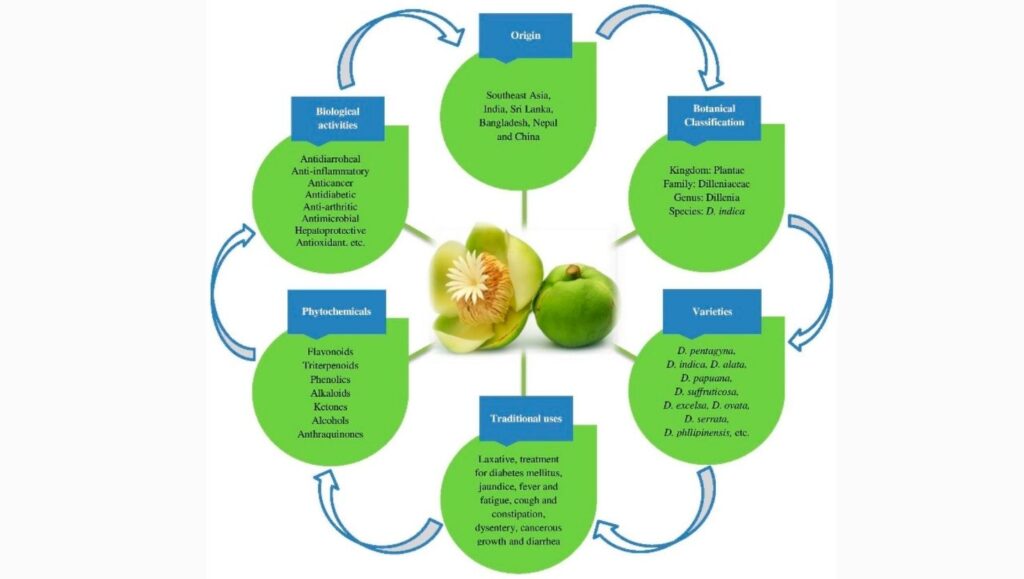 India Cements Role as Top Producer of Elephant Apple, A Vital Forest Fruit 2 diverse uses of the elephant apple