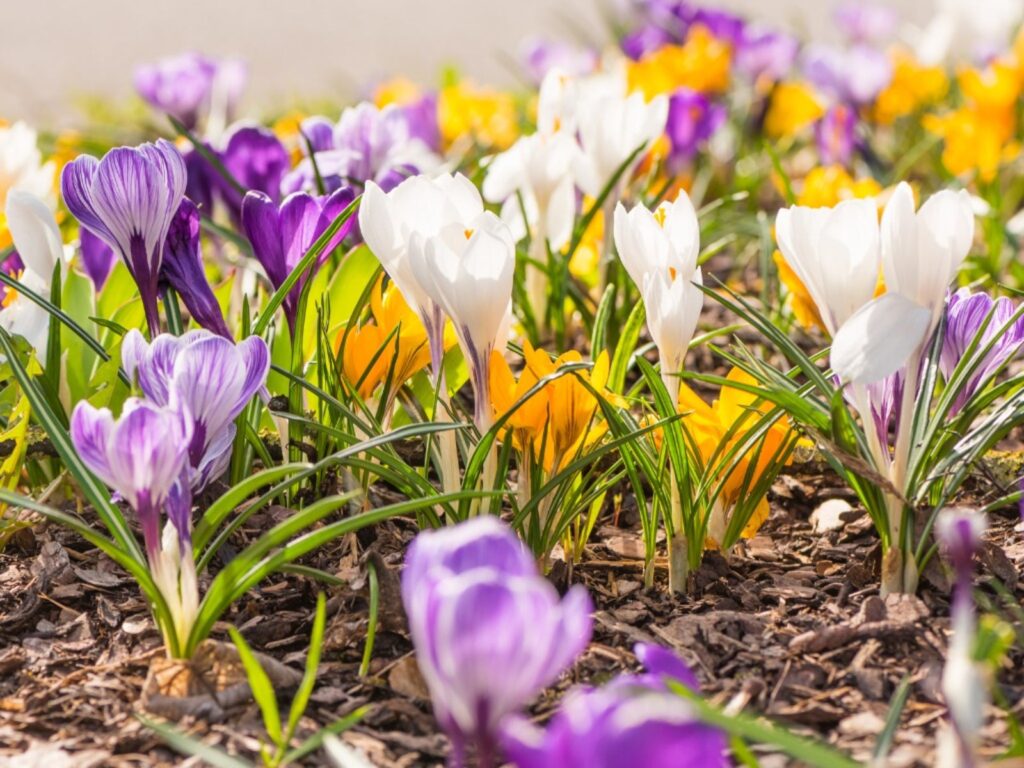9 Unique Around-Tree Flower Bed Ideas to Transform Your Garden Design 3 flower bed in early spring