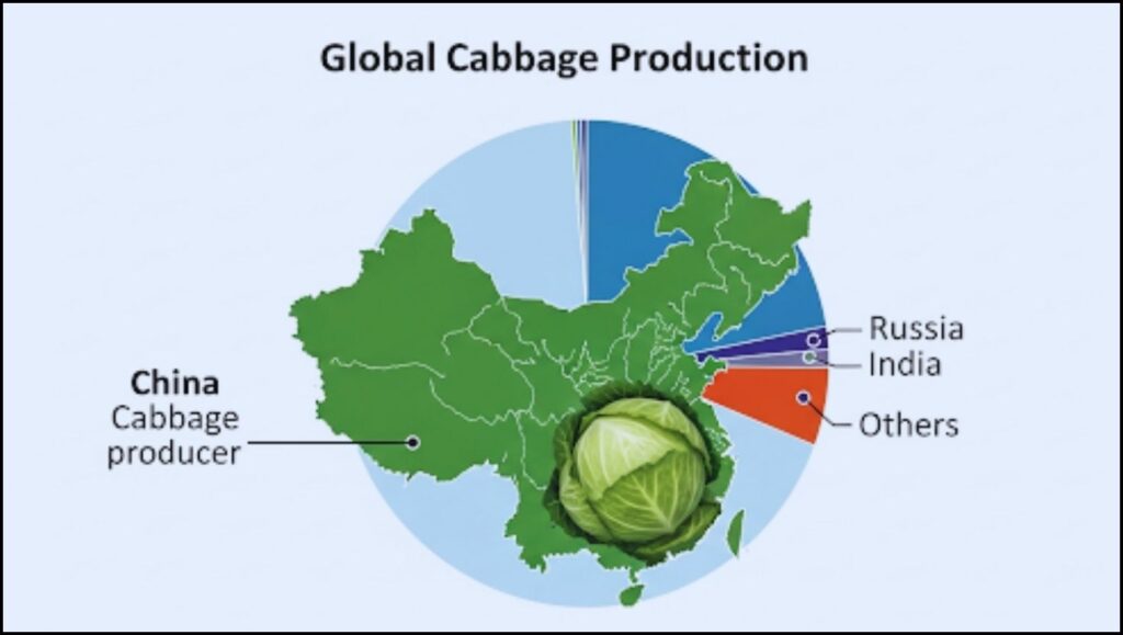 China Dominates as the World's Largest Cabbage Producer 2 global share of cabbage production