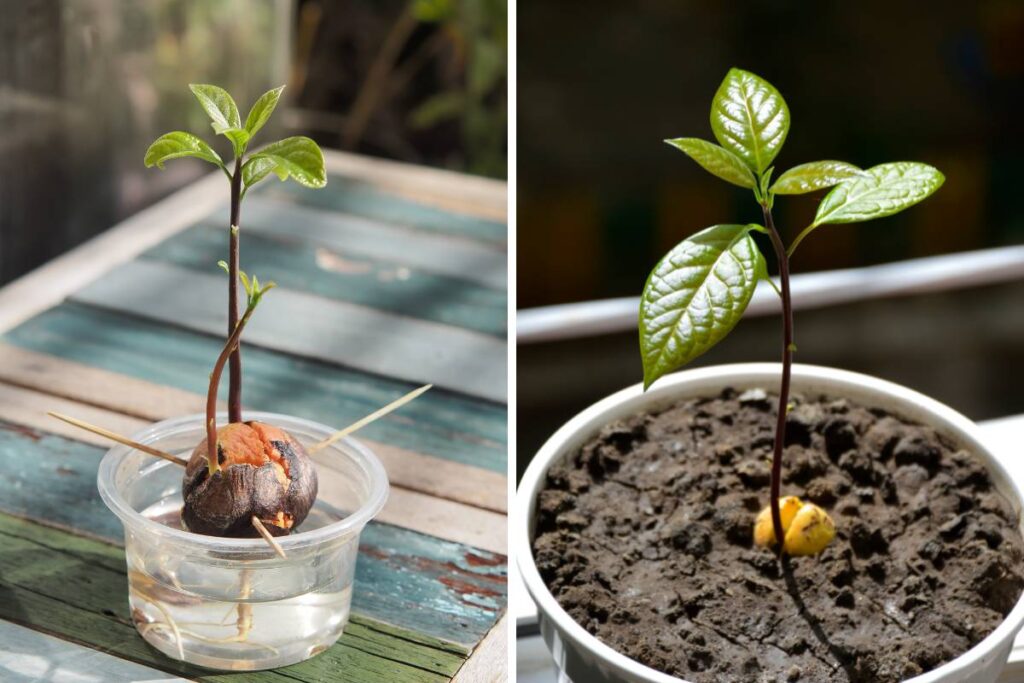A Factual Guide on How to Plant an Avocado Seed and Nurture a Tree 1 How to Plant an Avocado Seed