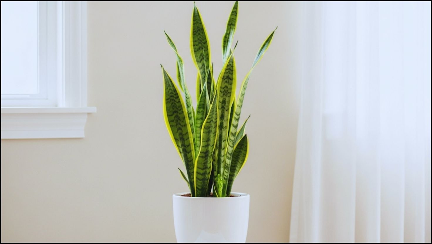 How to Take Care of a Snake Plant Indoors