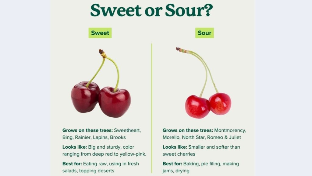 How to Grow a Cherry Tree: Expert Advice for Bountiful Fruit and Blooms 2 key differences between sweet and sour cherry trees