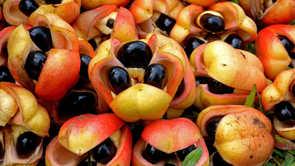 Jamaica Solidifies Its Position as the World's Leading Ackee Producer 1 Leading Ackee Producer