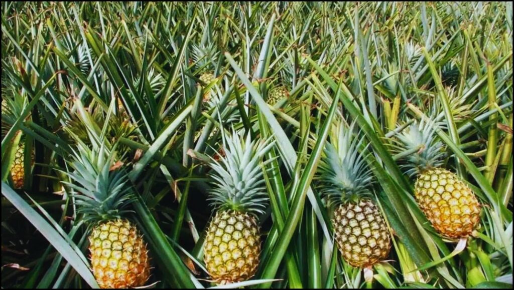 Unveiling the Pineapple's Prolonged Journey: How Long Does It Take to Grow a Pineapple? 1 Long Does It Take to Grow a Pineapple