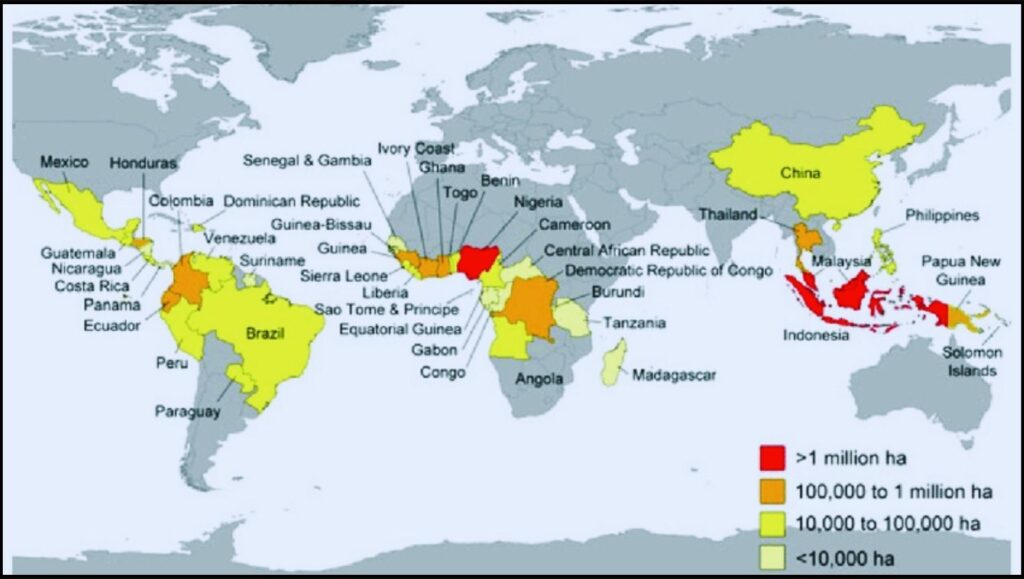 Indonesia Dominates Global Palm Oil Production Amid Economic and Environmental Scrutiny 3 main regions of palm oil cultivation