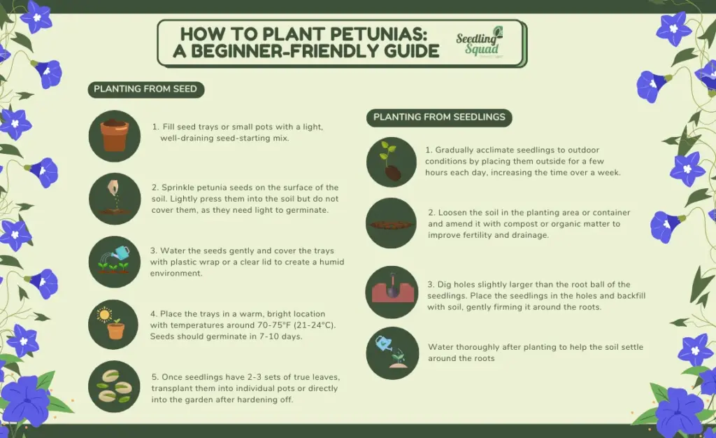 Heat, Nutrients, and Pruning: Experts Explain Why Your Petunias Stop Blooming 2 petunia care schedule for feeding and pruning