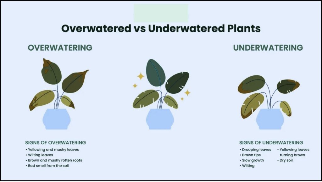 For Aspiring Green Thumbs: A Guide to the Best Indoor Plants for Beginners 2 signs of overwatering and underwatering in houseplants