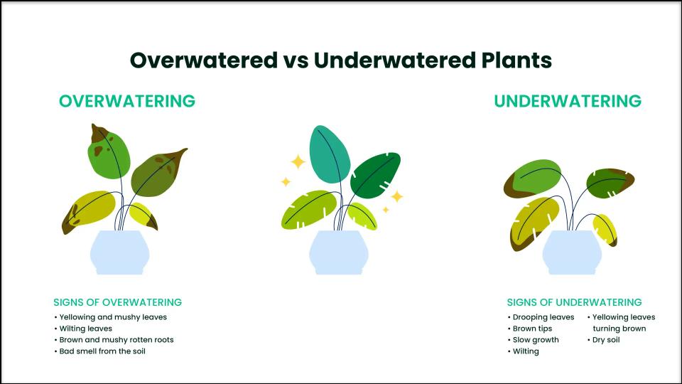 How Often Should You Water a Lantana? A Gardener's Guide to Proper Hydration 3 symptoms of overwatering and underwatering
