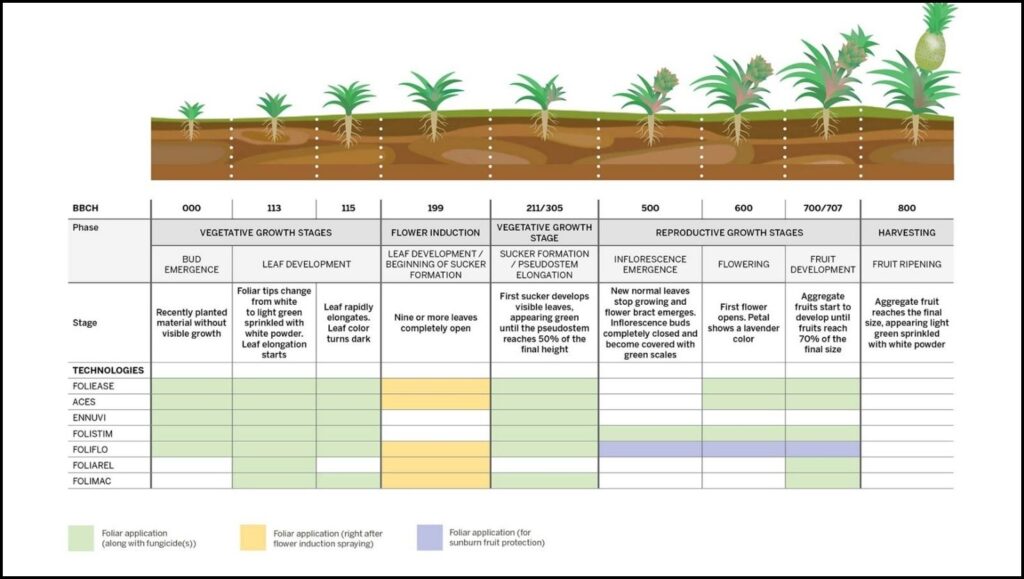 Unveiling the Pineapple's Prolonged Journey: How Long Does It Take to Grow a Pineapple? 2 timeline of pineapple growth from planting to harvest