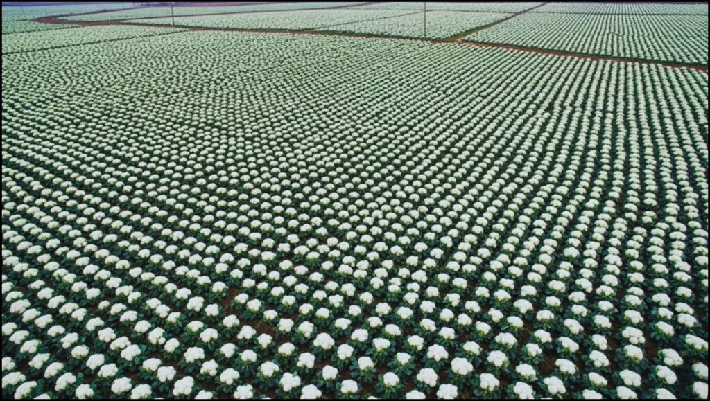 World's Top Cauliflower Producer