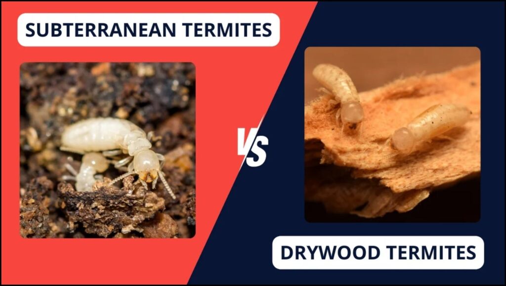 The Professional Methods Required to Eliminate Termites and Prevent Their Return 2 Termites