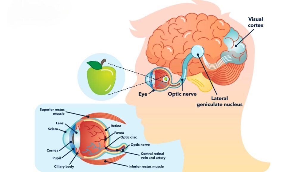How Visual Clutter Is Making Your Living Room Feel Cramped 2 brain's visual processing pathway