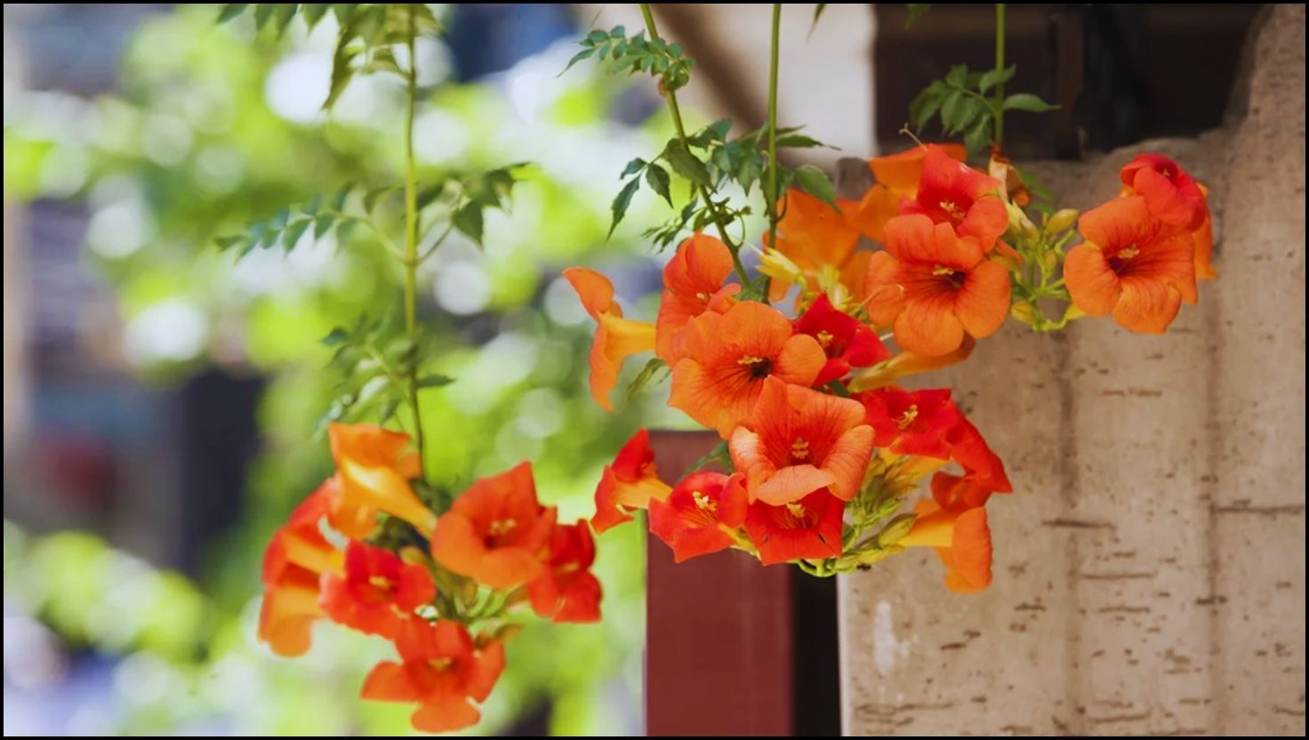 Climbing Vines That Will Make Your Home Smell Amazing