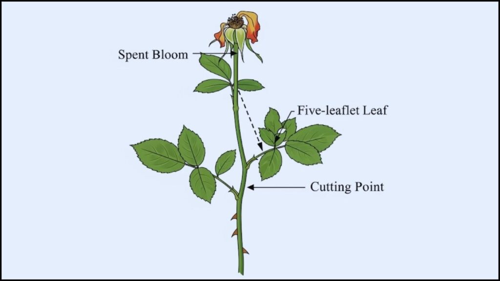 correct place to cut a rose stem for deadheading