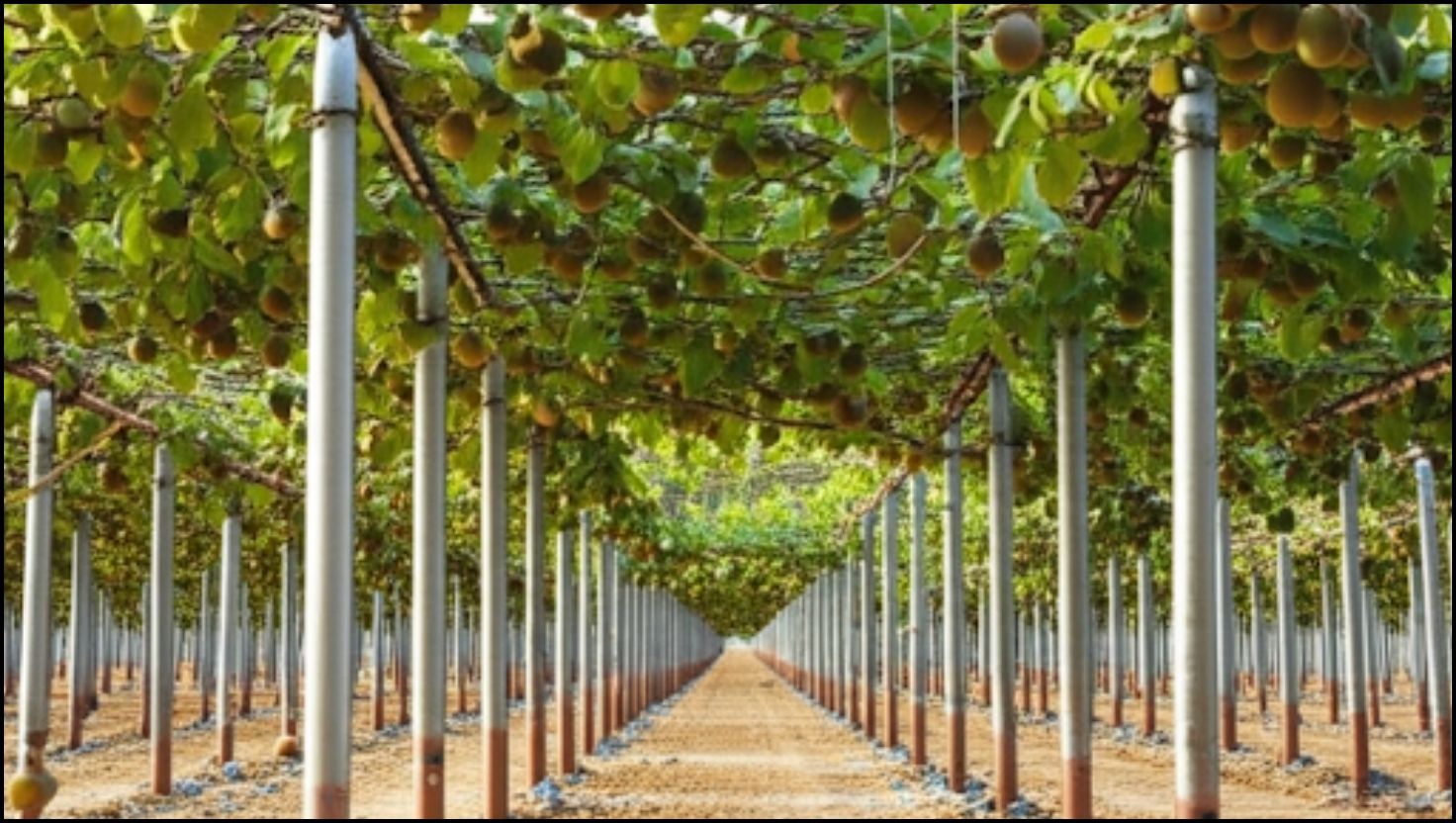Global Kiwi Farming