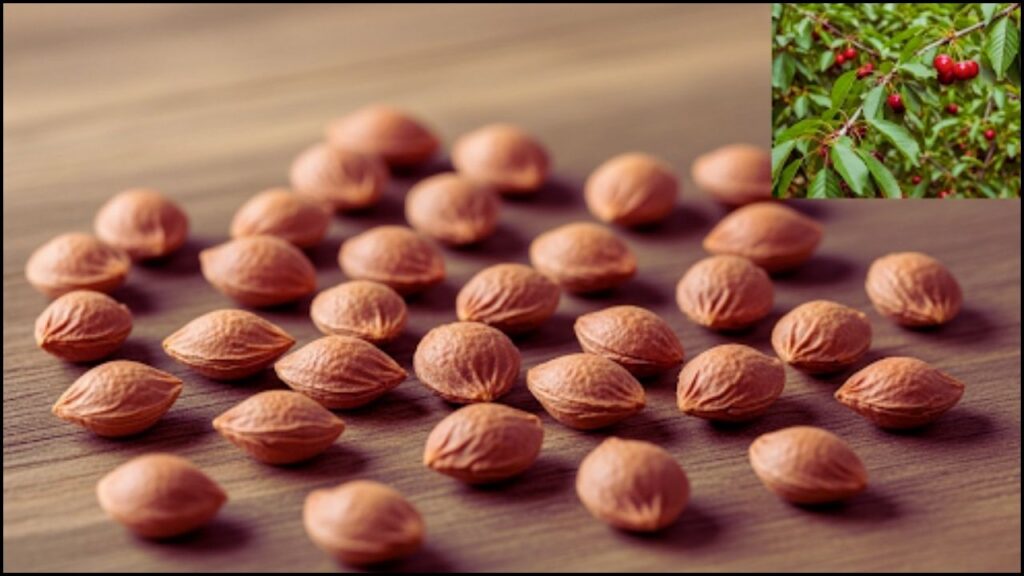 From Pit to Plant: A Step-by-Step Guide to Growing Cherry Trees from Seeds 1 Growing Cherry Trees from Seeds