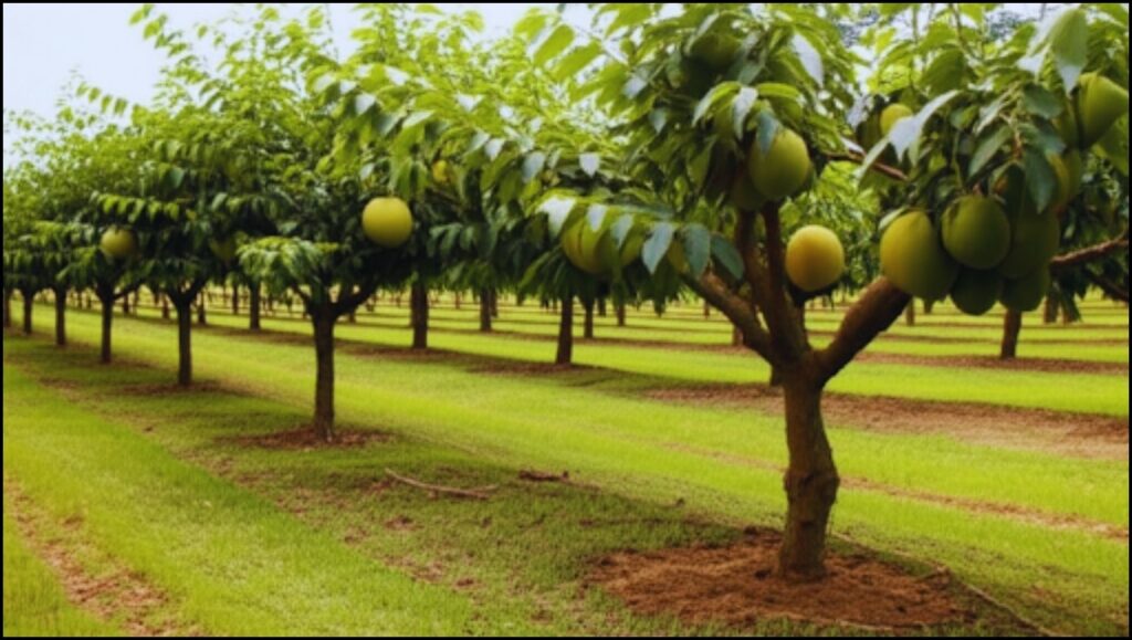 Guava Farming