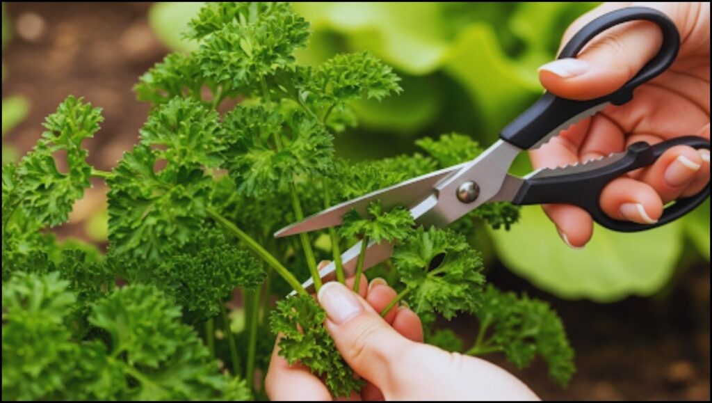 How to Harvest Parsley