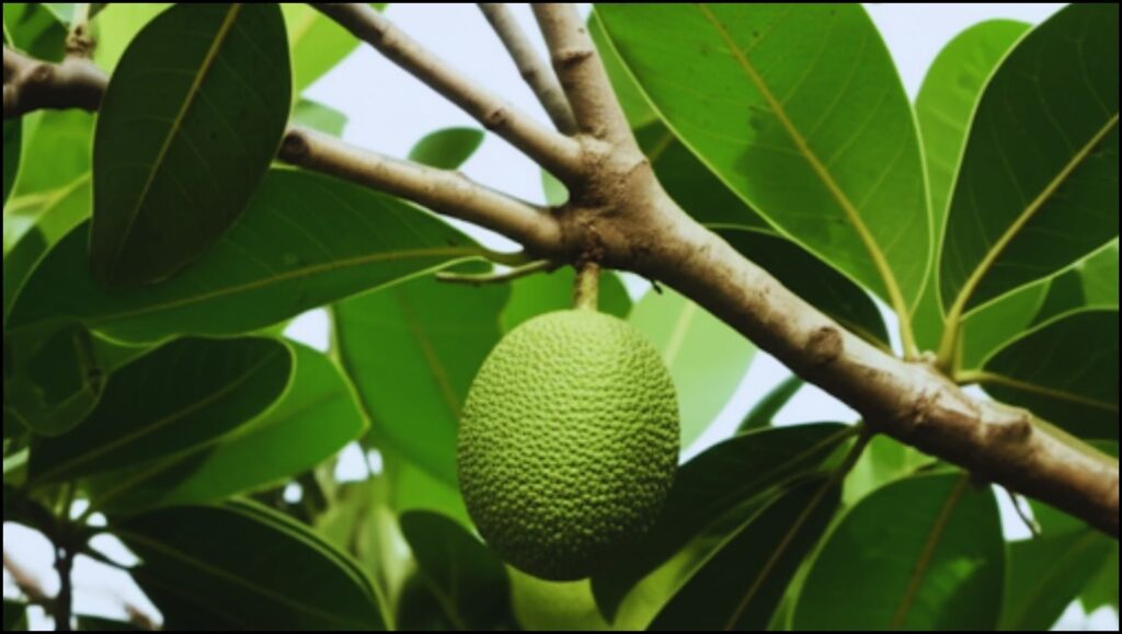 Mangosteen Farming