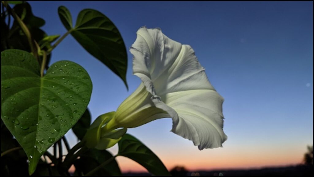 Beyond the Day: Cultivating an Evening Oasis with Moon Garden Plants 2 moonflower vine