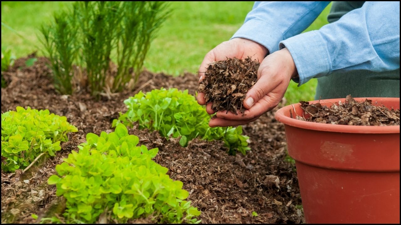 Mulch in Fall for Better Plants